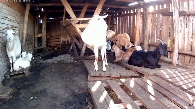 О весеннем кормление и удоях! смотреть онлайн