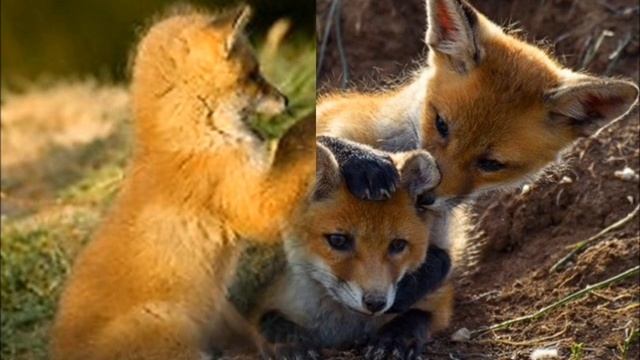 Е Чарушин Лисята смотреть онлайн