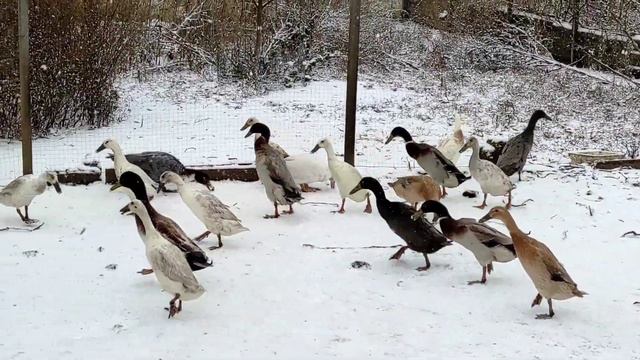 Индийский бегунок зимой смотреть онлайн