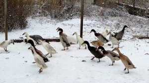 Индийский бегунок зимой