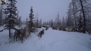 Ямал / Перегон стада оленей / загон (кораль) / ЯНАО