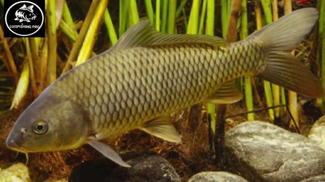 CARACTERÍSTICAS DE LA CARPA COMUN Y SU HABITAT смотреть онлайн