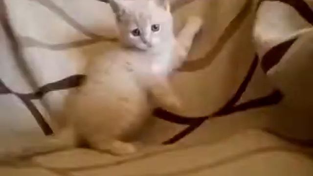 Милый котенок играется на диване смотреть онлайн