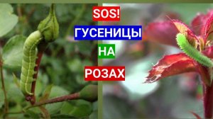 Гусеницы на розах - нашествие в июне. Не ждите пока гусеница съест ваши розы - опрыскивайте
