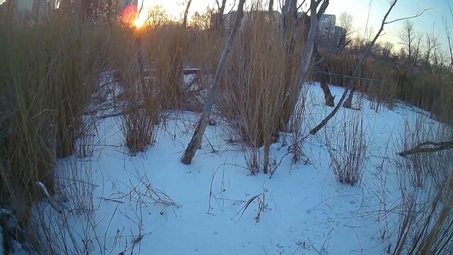 Новый фэтбайк Silverback Scoop Deluxe 2017 года.