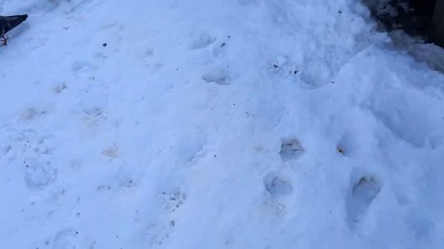 Выход на не последний лёд ( в 2022 году ) . (2) смотреть онлайн