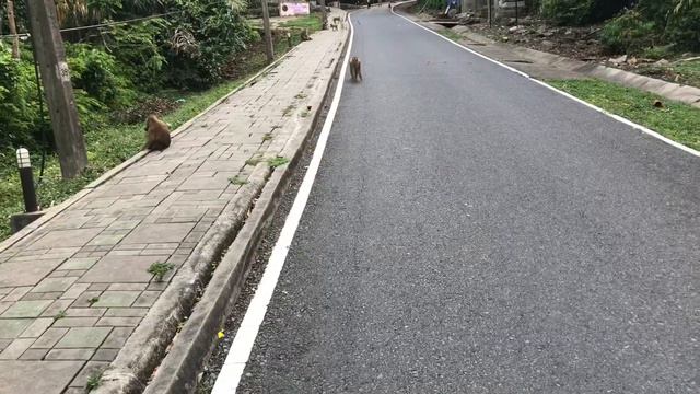 Обезьяны собиратели кокосов| рабы людей смотреть онлайн
