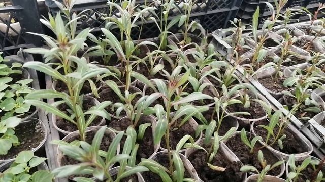 ГАУРА розовая укоренилась?. Черенкуем снова✂️. Обзор маточников. смотреть онлайн