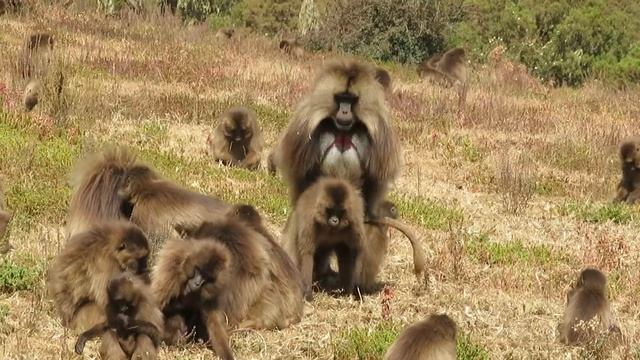 Gelada Monkeys 7, Simien Mountains NP, Ethiopia смотреть онлайн