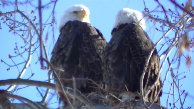 Птицы Северной Америке смотреть онлайн