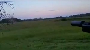 Охота на самца косули во время гона с лабаза