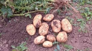 Картофель Сынок.mp4