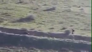 Охота на кабана. Республика Дагестан. Лакский район, селение Ури.