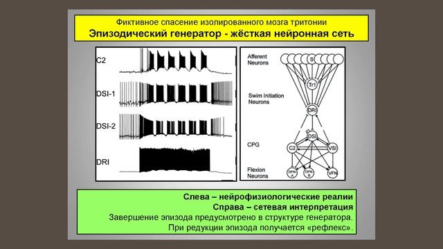Д.Сахаров. Механизмы внесения упорядоченности в выходную активность нейронных ансамблей смотреть онлайн