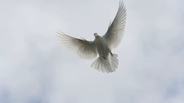 55 ИНТЕРЕСНЫХ ФАКТОВ О ГОЛУБЯХ смотреть онлайн