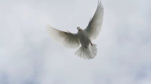 55 ИНТЕРЕСНЫХ ФАКТОВ О ГОЛУБЯХ