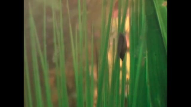 Tiger Barbs смотреть онлайн