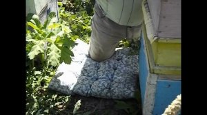 если молодая матка запищала у пчел, может выйти рой, как лучше слушать пищание матки