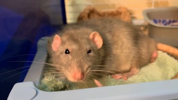 ОБЗОР КЛЕТКИ МОИХ КРЫС | ЧТО НАХОДИТСЯ ВНУТРИ | КАКИЕ ПРЕИМУЩЕСТВА У КЛЕТКИ | FERPLAST BURN 100