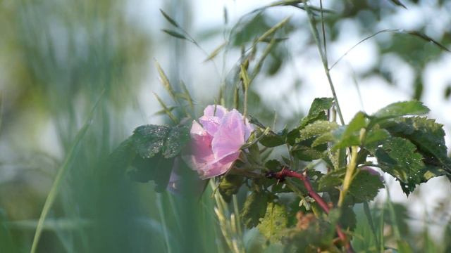 Звуки природы смотреть онлайн