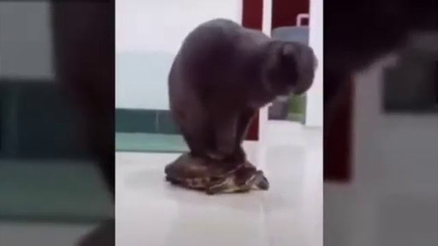 BALAHIBONG PUSA... смотреть онлайн