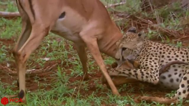 Удивительные Импала притворяется мертвым, чтобы спастись от гепарда охота | охота гепарда не смотреть онлайн