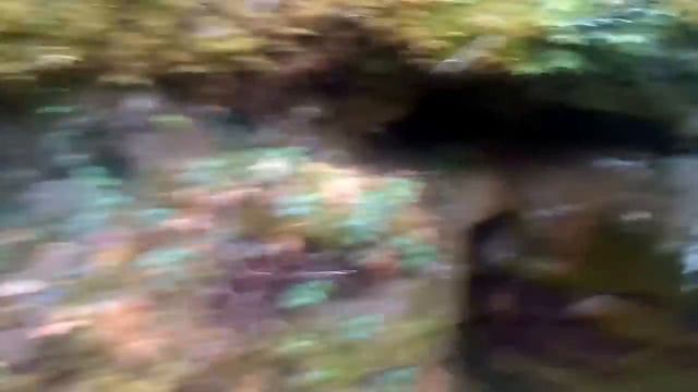 необъяснимое в лесу смотреть онлайн