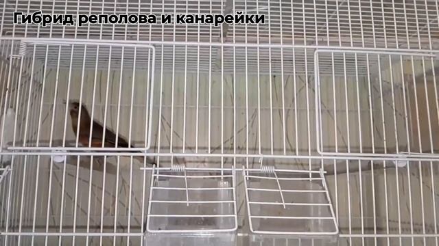 Птицы в домашних условиях