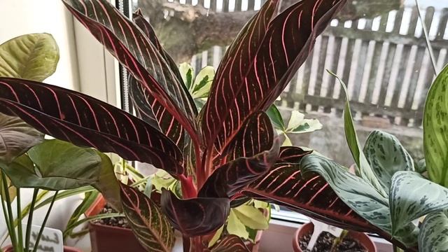 Аглаонема Суматра мне в подарок ? смотреть онлайн