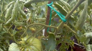 Томат Бычье сердце компакт. 2021  Томаты в открытом грунте