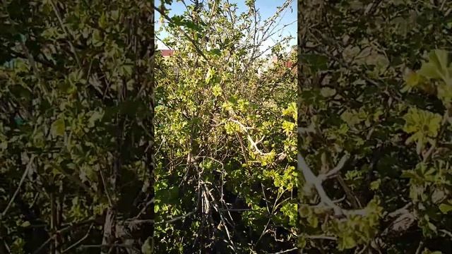 08.05.2023г. Сибирь. Всё цветёт. Рассада.Как увеличить урожай арбузов и перцев. Бабья Доля. смотреть онлайн