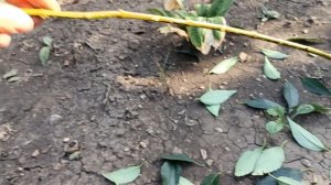 Формируем ФОРЗИЦИЮ на штамбе-косичке