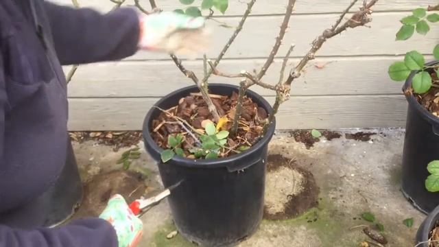 ROSE PRUNING 101 JUST JOEY смотреть онлайн