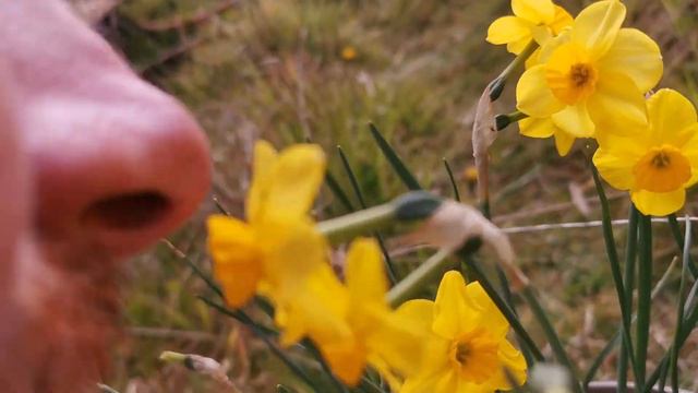 Narcissus Kokopelli, a coconut - scented daffodil ideal for container growing and indoor fragrance смотреть онлайн