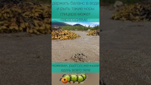Скрытая фауна Белого моря - ядовитый донный червь смотреть онлайн