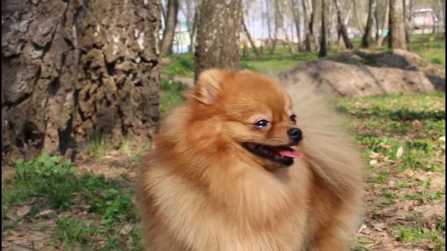 Померашка Фокси.Гуляем и женихов отгоняем ;) смотреть онлайн