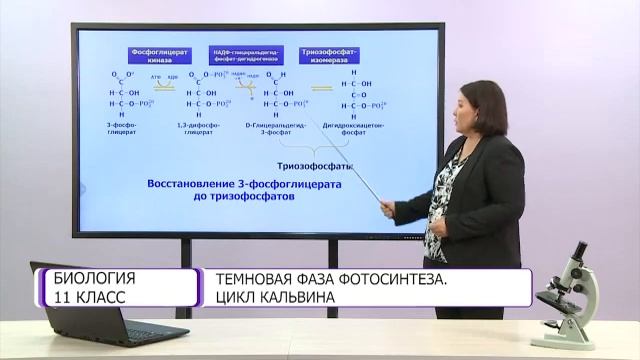 Биология. 11 класс. Темновая фаза фотосинтеза. Цикл Кальвина /25.09.2020/ смотреть онлайн