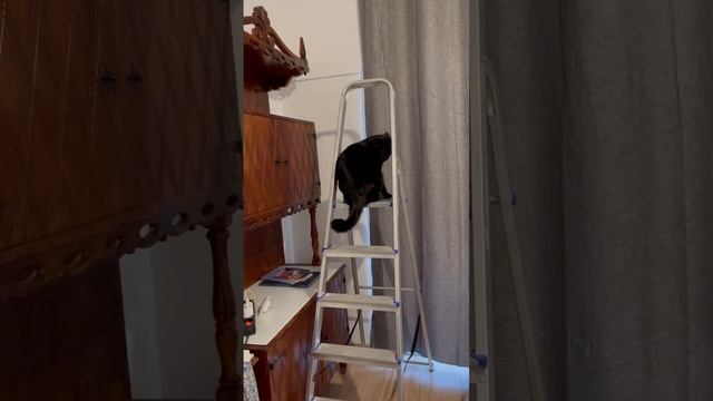 Кот на стремянке, животные