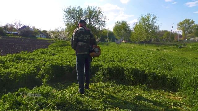 Диск для триммера с Алиэкспресс, на каком остановился. Как просто косить люцерну бензокосой на сено смотреть онлайн