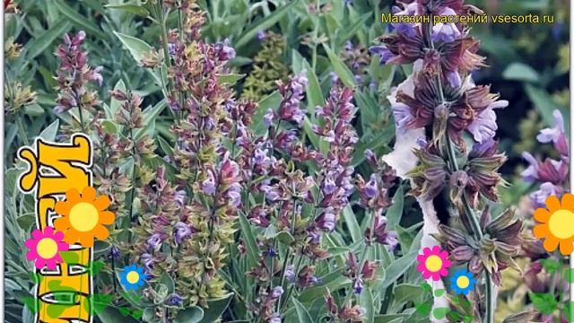 Шалфей серебристый Иней. Краткий обзор, описание характеристик, где купить семена смотреть онлайн