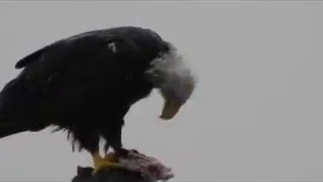 Nikon coolpix p100 video test Quailcum Beach Eagle's Breakfast смотреть онлайн