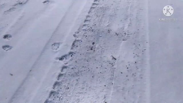 Как Разнять Дерущихся Собак если Собаки Сцепились. ?? how to separate fighting dogs ??? смотреть онлайн