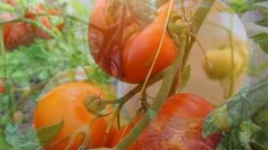 Индетерминантные и детерминантные томаты что это значит?