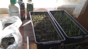 Подкормка рассады лука // Прогулки лука//Изабион//Секреты хороших урожаев