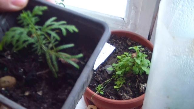 Розы из черенков.Мои эксперименты. смотреть онлайн
