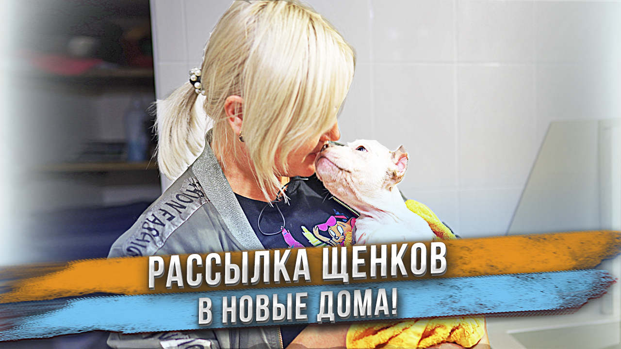 Щенки едут в новые дома! Кто и что их там ждет? смотреть онлайн