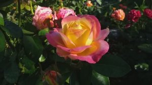 РОЗЫ ТОП-10 ЛУЧШИХ чайно-гибридных роз моего сада #розы #розывсаду