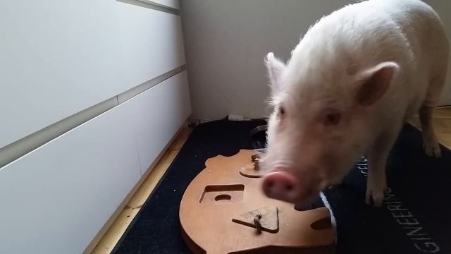 Moritz the Minipig knows the right place for triangle, square and circle смотреть онлайн