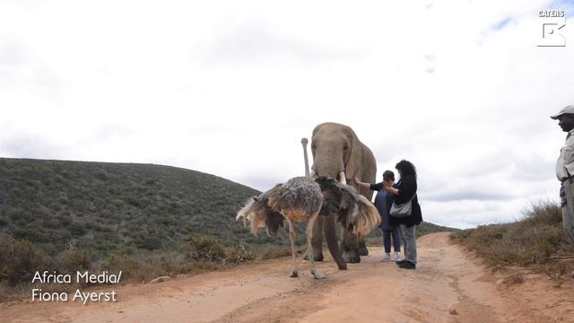 Ostrich Thinks It's Actually An Elephant смотреть онлайн
