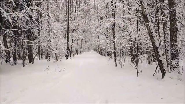Лыжная трасса по Солнцево-Бутово-Видное и Ульяновскому лесопарку смотреть онлайн